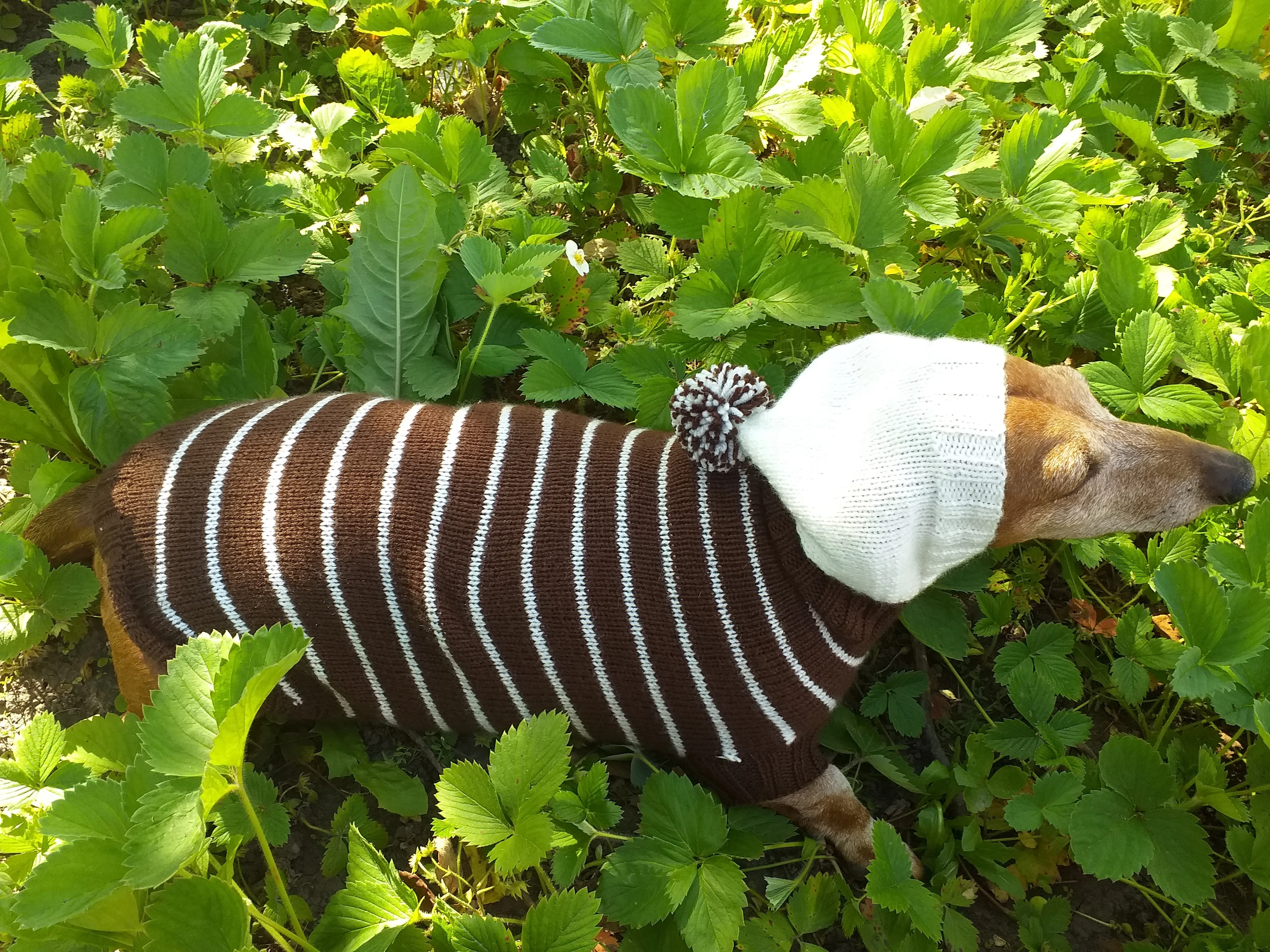 Brown Striped Hoodies for Dogs