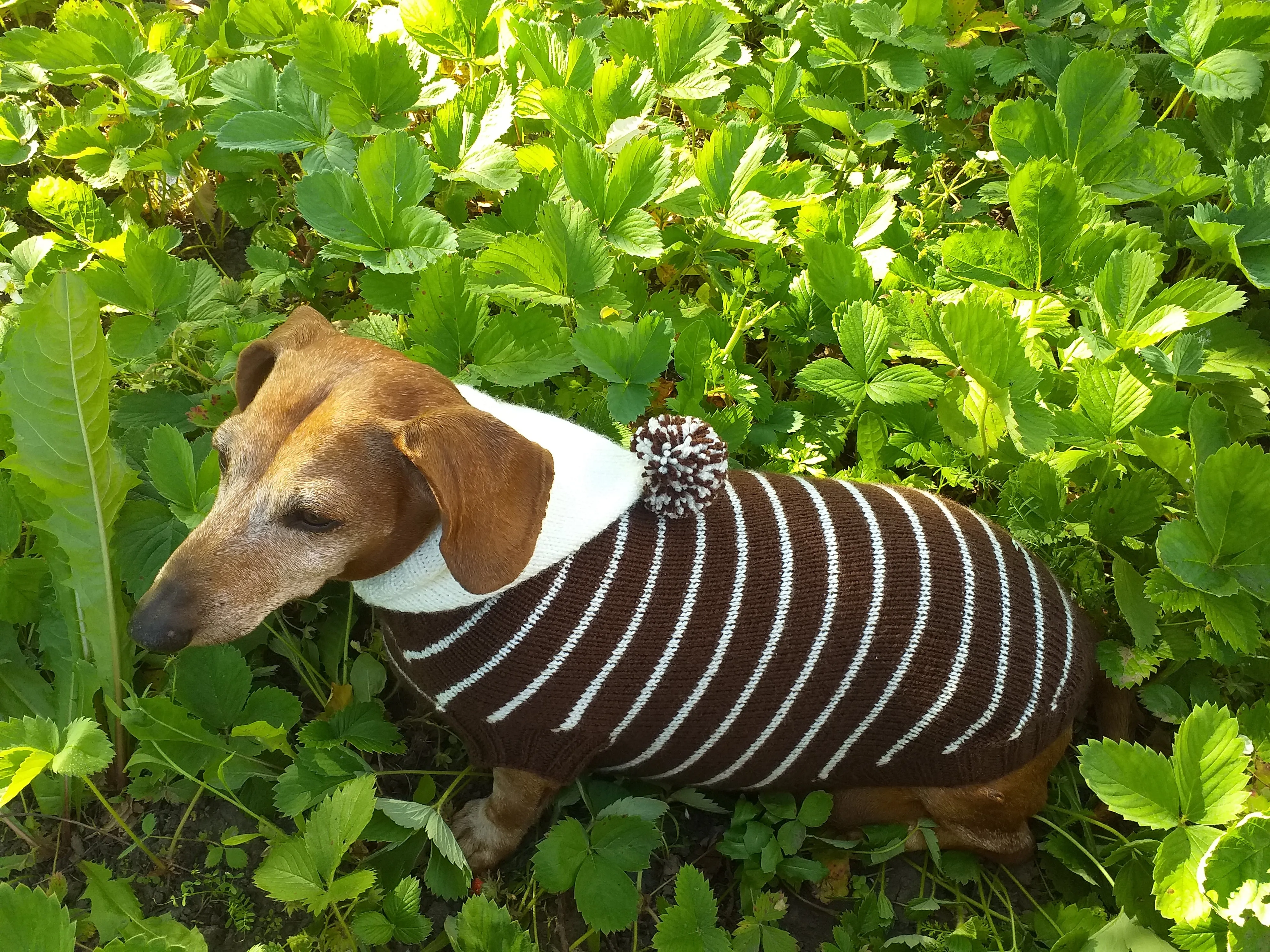 Brown Striped Hoodies for Dogs