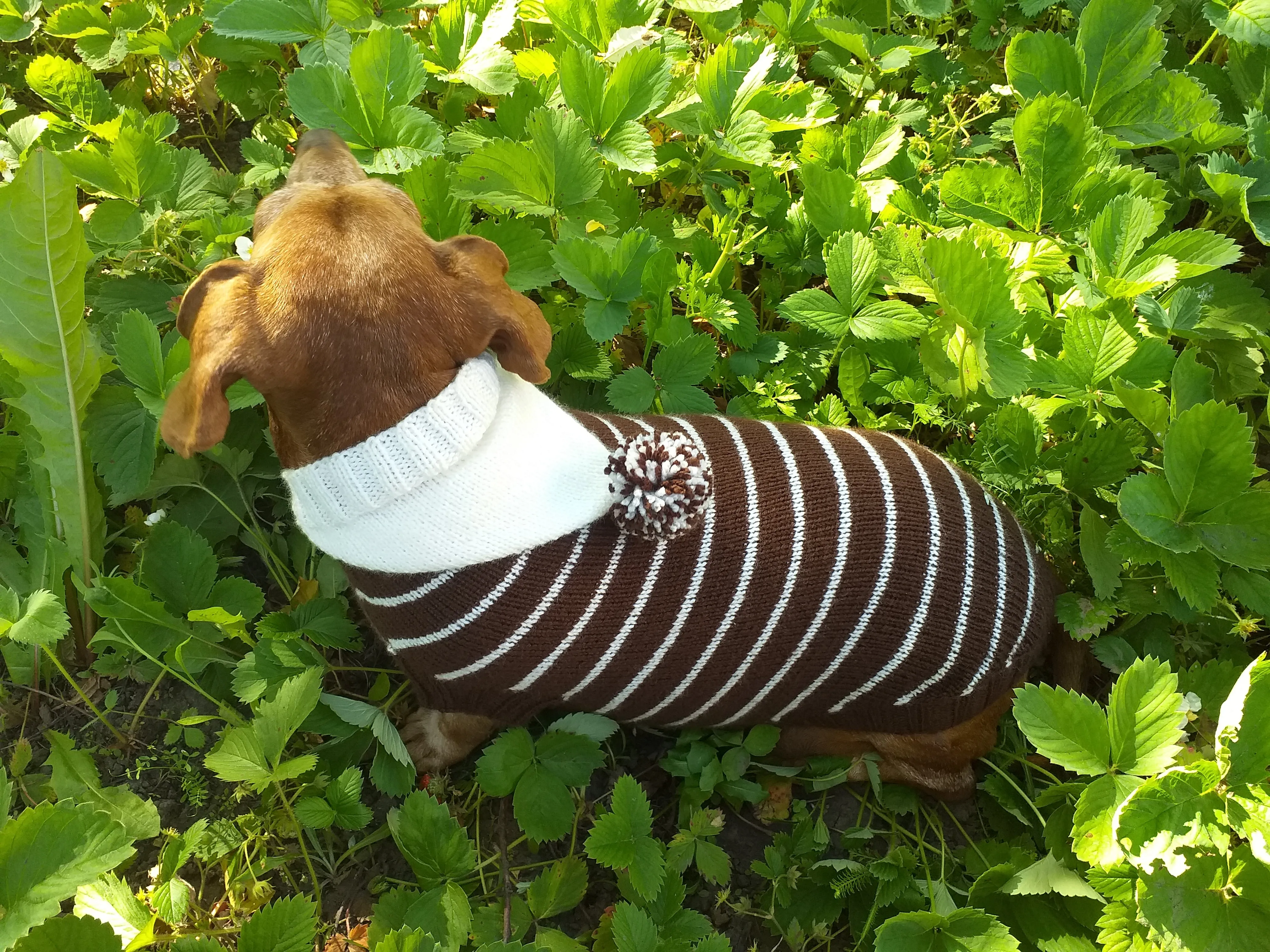 Brown Striped Hoodies for Dogs