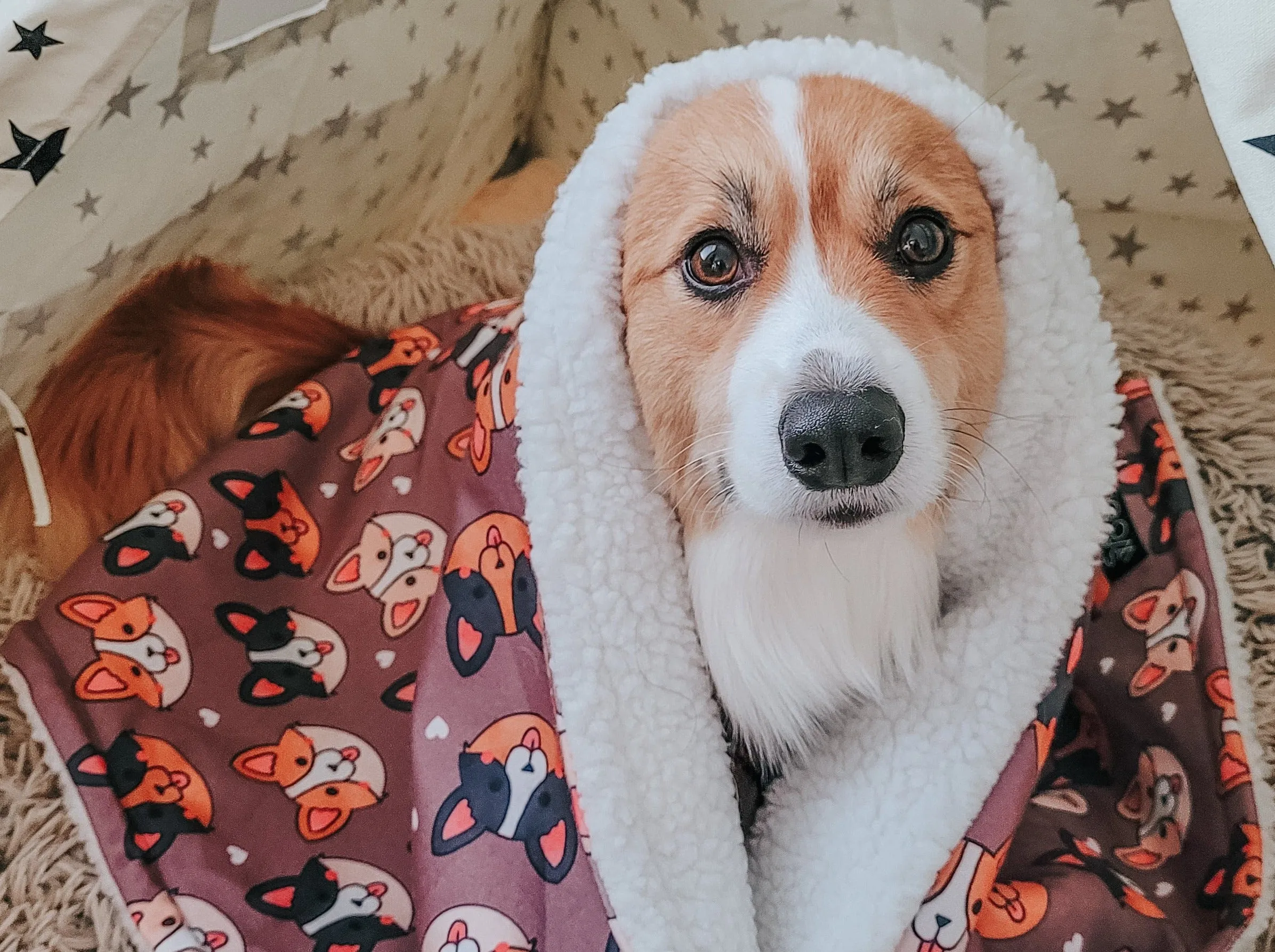 Dog Blanket - Cuddly Corgis