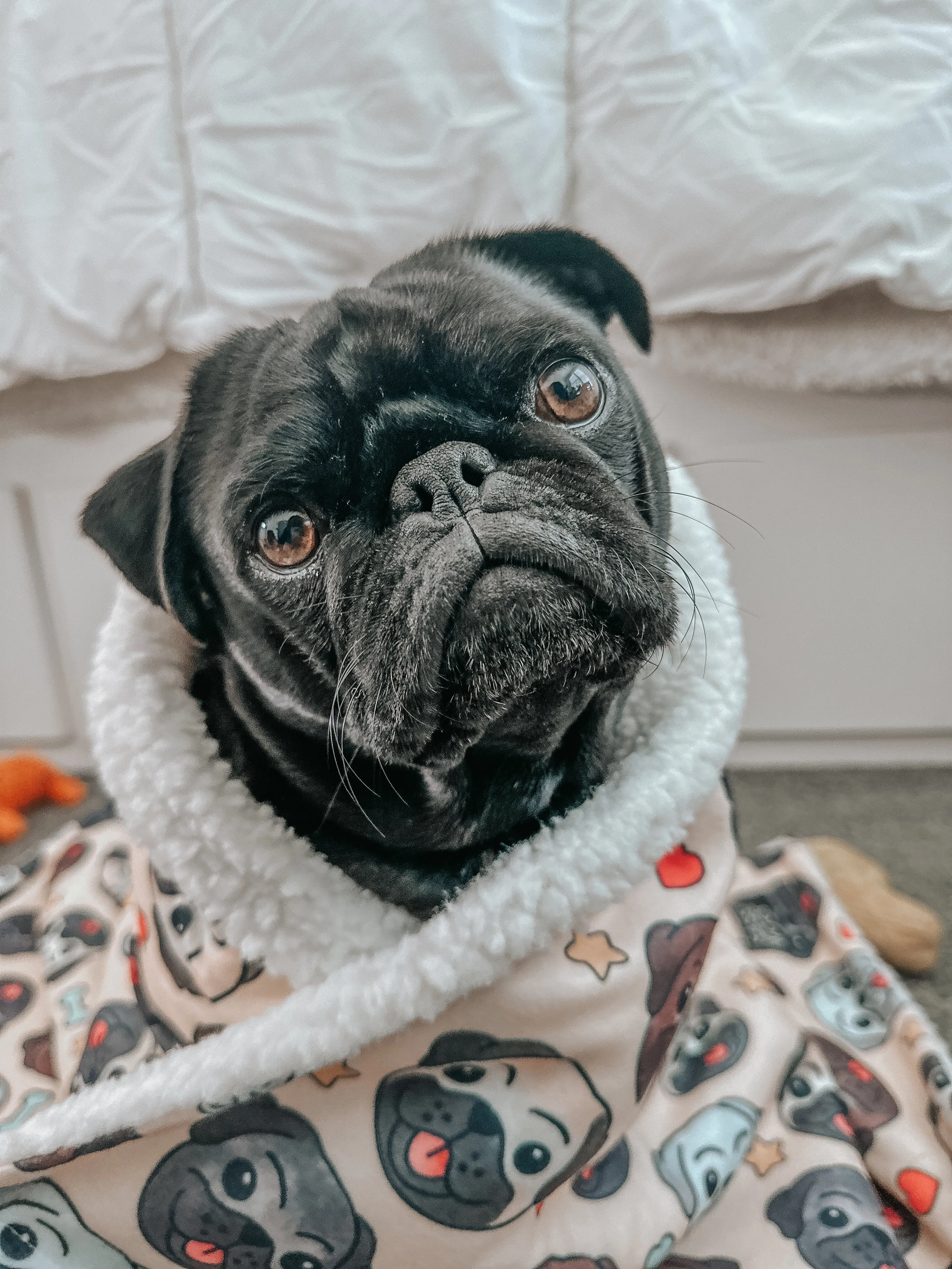 Dog Blanket - It's a Pug's Life