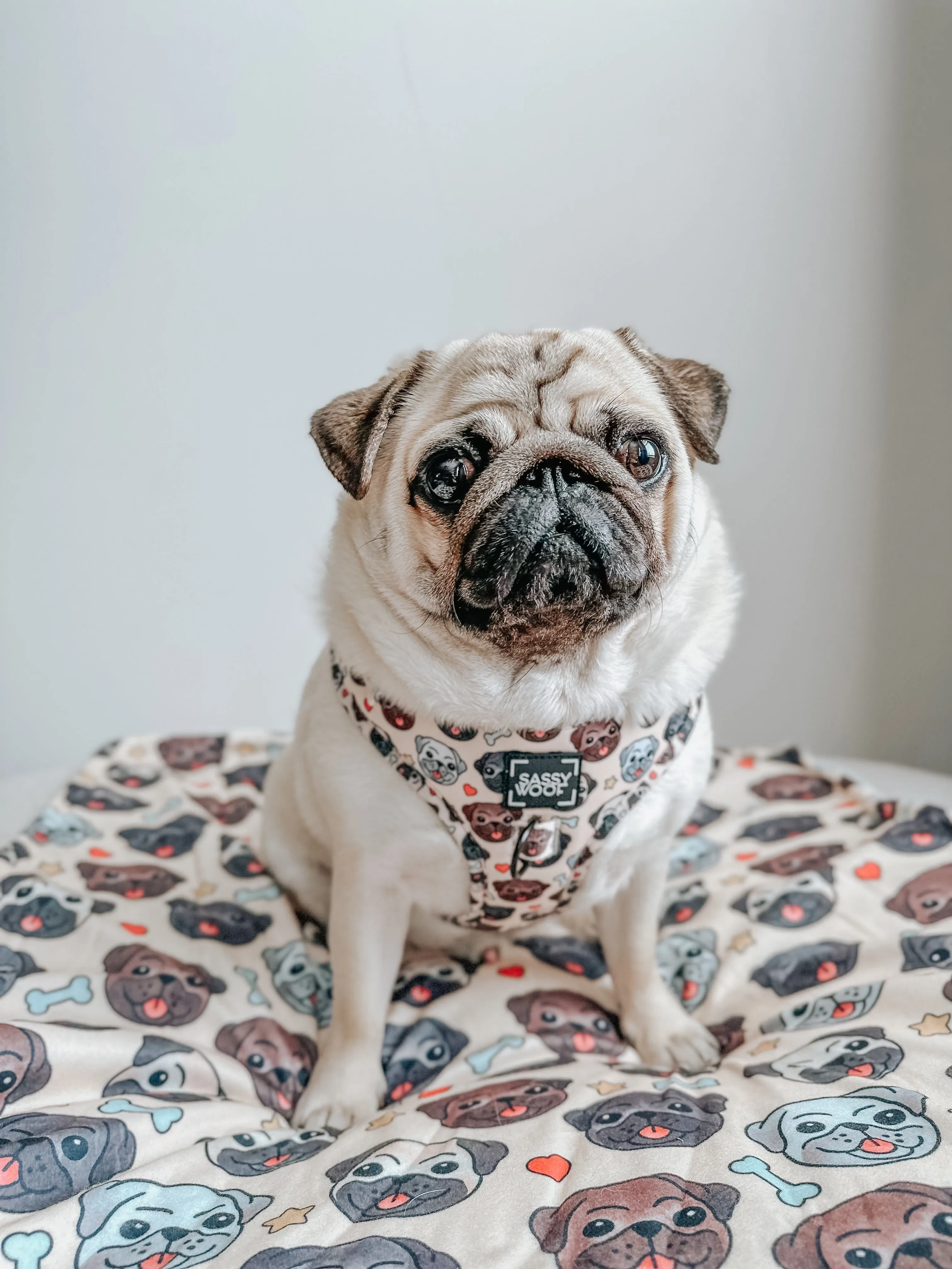 Dog Blanket - It's a Pug's Life