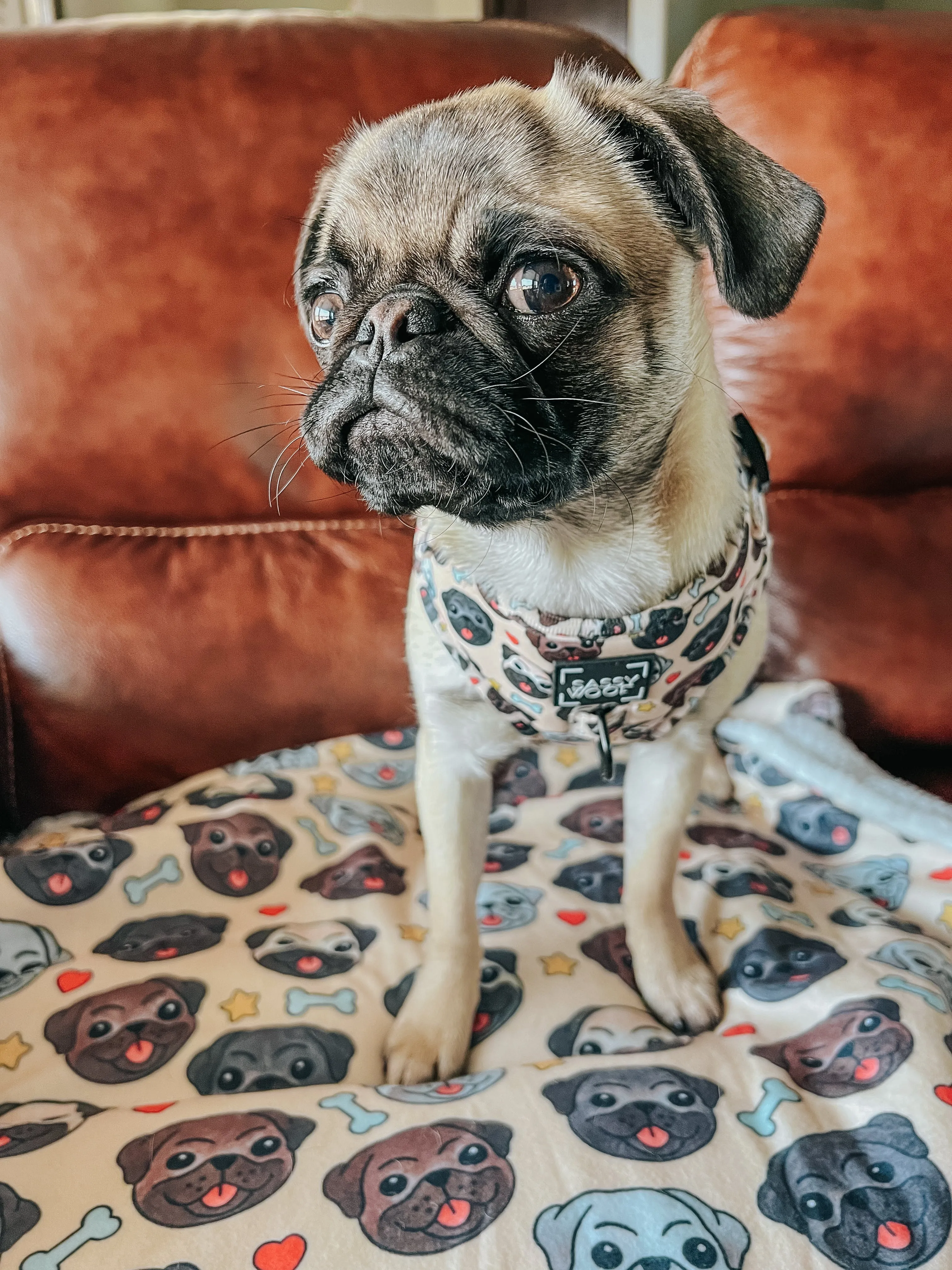 Dog Blanket - It's a Pug's Life