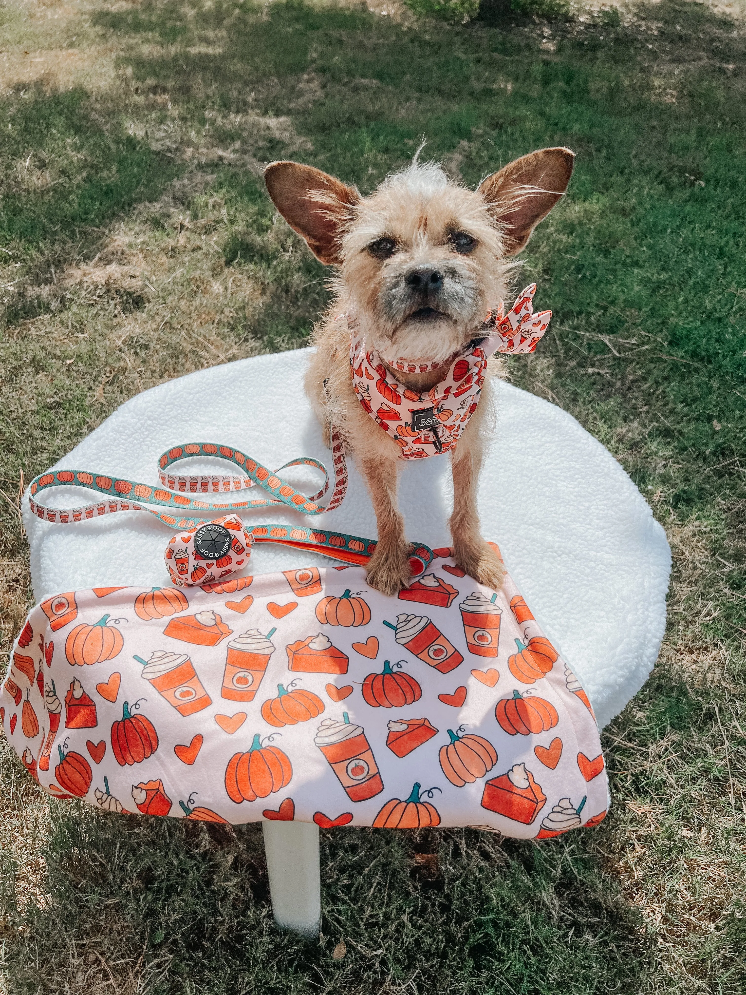 Dog Blanket - Pie There!