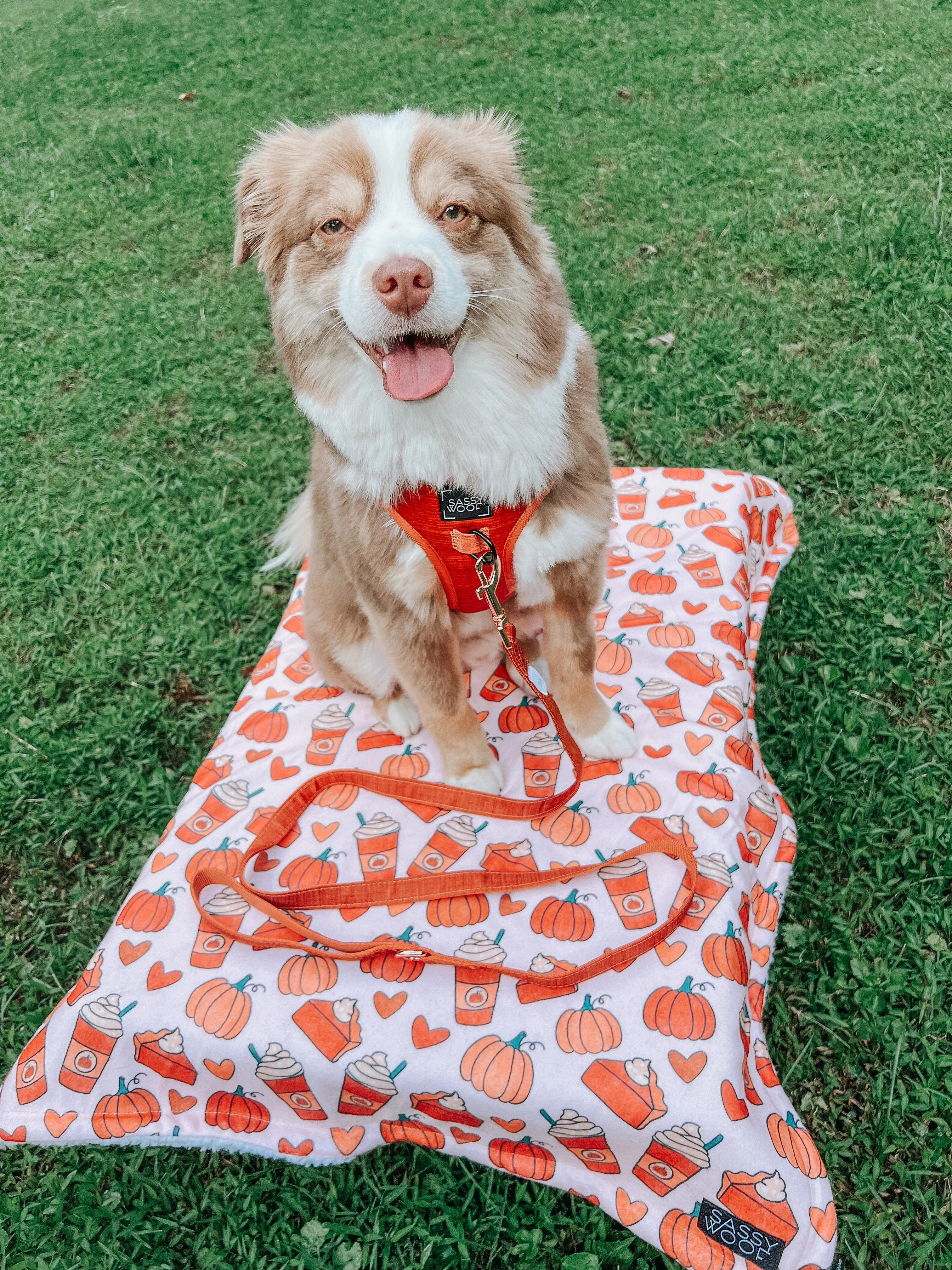 Dog Blanket - Pie There!