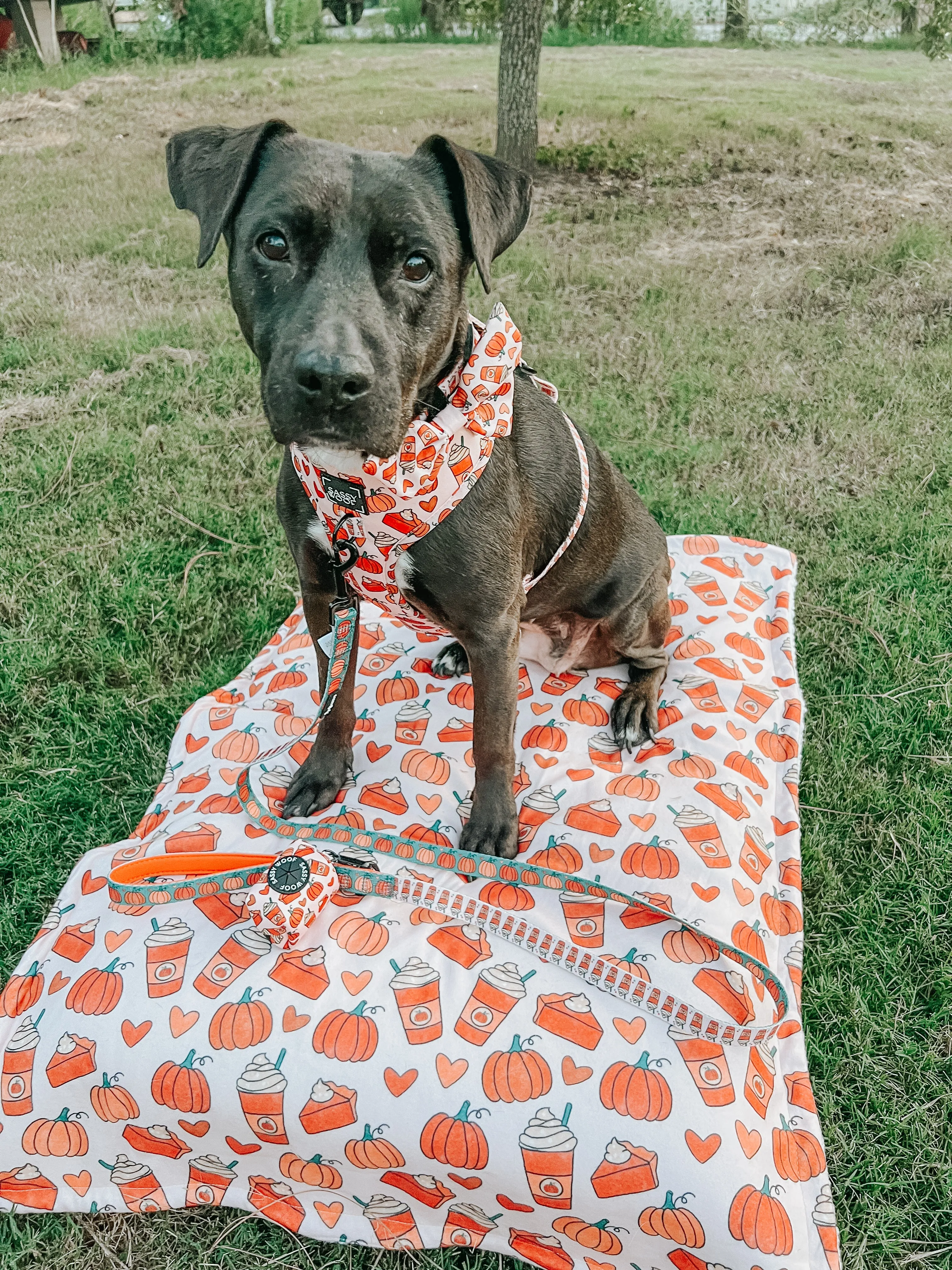 Dog Blanket - Pie There!