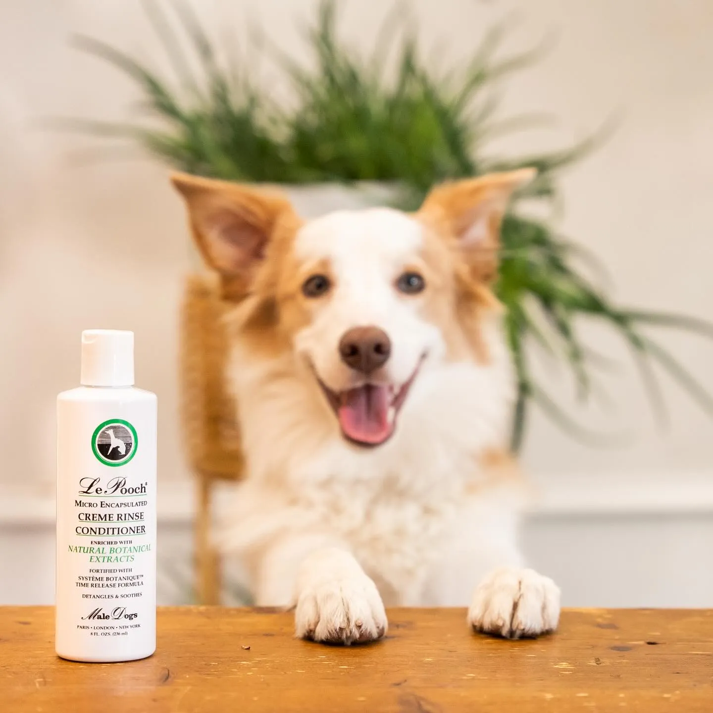 Les Poochs - Cream Rinse - Dog Conditioner